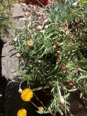 Leptorhynchos squamatus