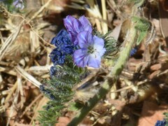 Phacelia distans
