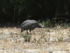 Numida meleagris coronatus