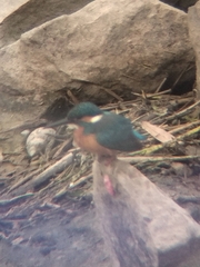 Alcedo atthis
