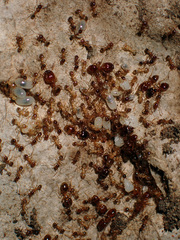 Pheidole