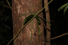 Rhinerrhiza divitiflora