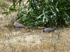 Streptopelia senegalensis senegalensis