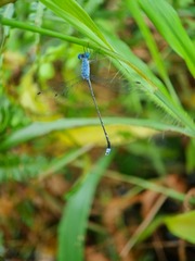 Lestes praemorsus