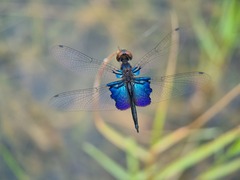 Rhyothemis triangularis