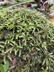 Hypnodendron