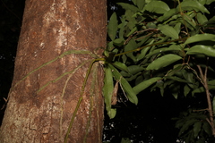 Rhinerrhiza divitiflora