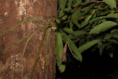 Image of Rhinerrhiza divitiflora by (c) Greg Tasney, some rights reserved (CC BY-SA)