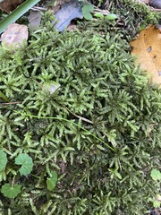 Hypnodendron