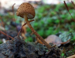 Tubariaceae