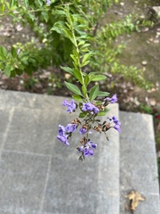 Duranta