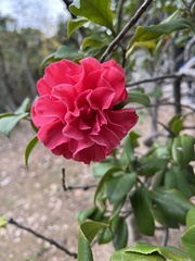 Camellia sasanqua