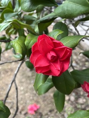 Camellia sasanqua