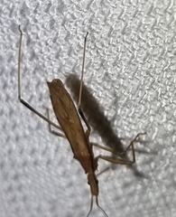 Sastrapada australica