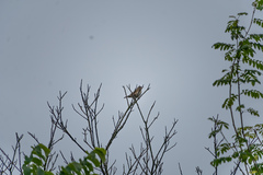 Turdus philomelos clarkei