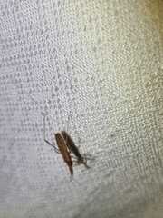 Sastrapada australica