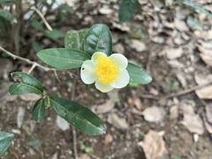 Camellia sinensis