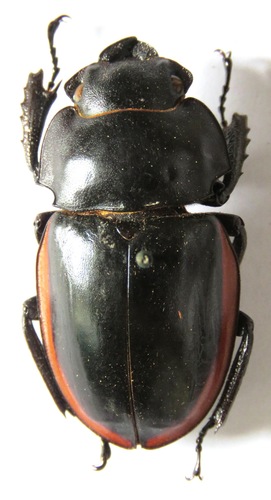 Odontolabis cuvera salvazae
