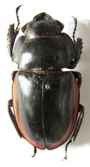 Odontolabis cuvera salvazae