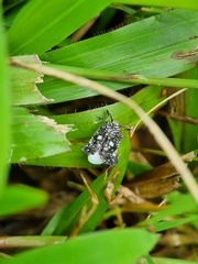 Elasmoscelis perforata