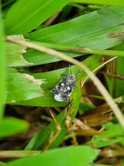 Elasmoscelis perforata