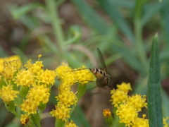 Senecio odoratus
