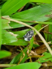 Elasmoscelis perforata