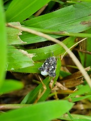 Elasmoscelis perforata