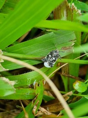 Elasmoscelis perforata