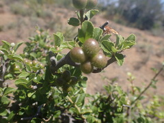 Grewia robusta