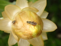 Austrotephritis poenia