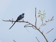 Lamprotornis caudatus