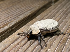 Dermolepida albohirtum