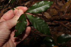 Heritiera trifoliolata