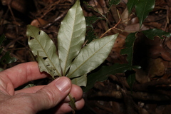 Heritiera trifoliolata