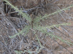 Pentzia incana