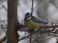 Cyanistes caeruleus
