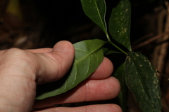 Pavetta australiensis