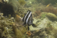 Pseudogoniistius nigripes