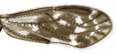 Pseudocaeciliidae