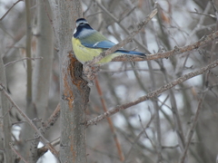 Cyanistes caeruleus