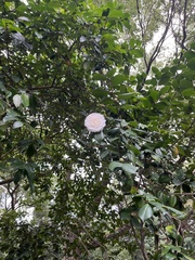 Camellia sinensis