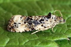 Endothenia