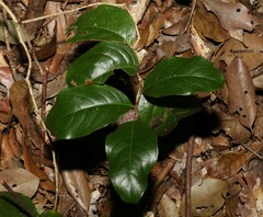 Celastrus subspicatus