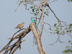 Coracias abyssinicus