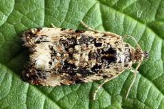 Endothenia