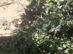 Asparagus burchellii