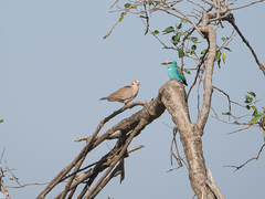 Streptopelia vinacea