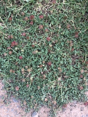 Trifolium burchellianum