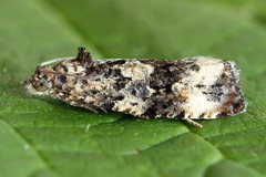 Endothenia